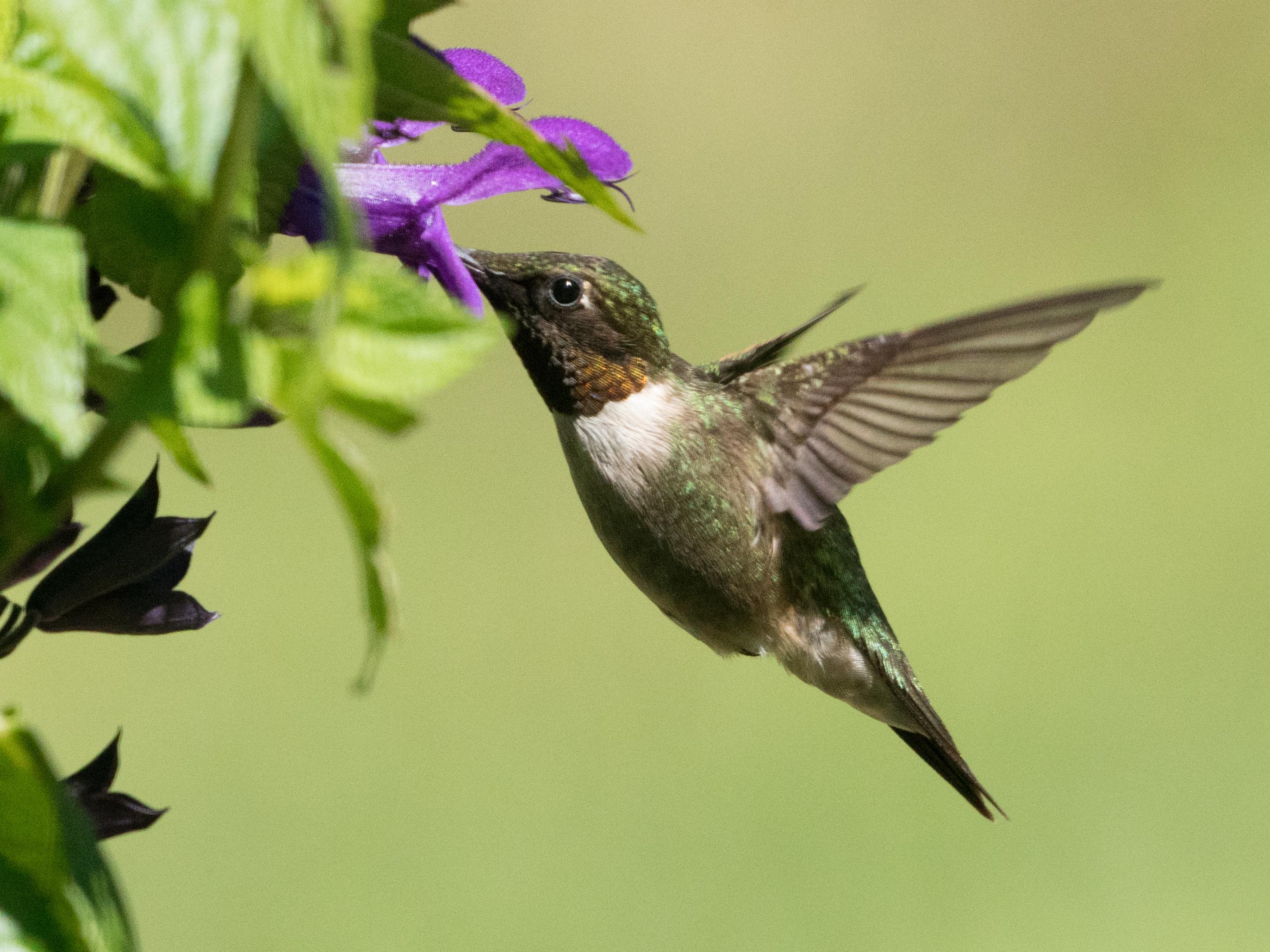 Male Ruby-throated Hummingbird.