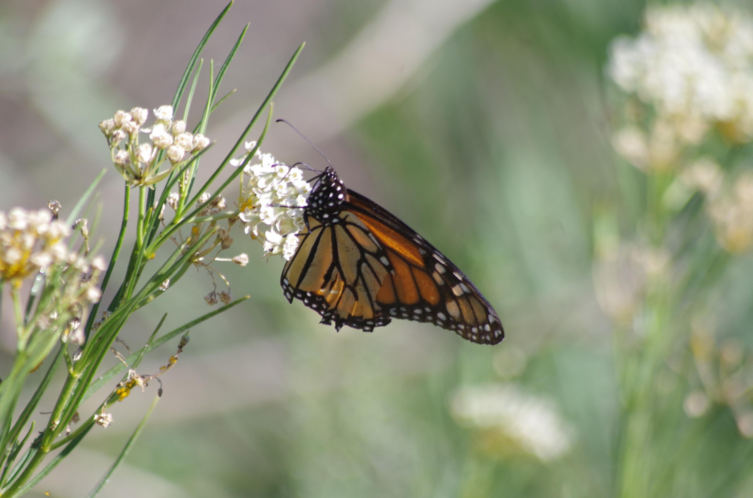 Tattered monarch.