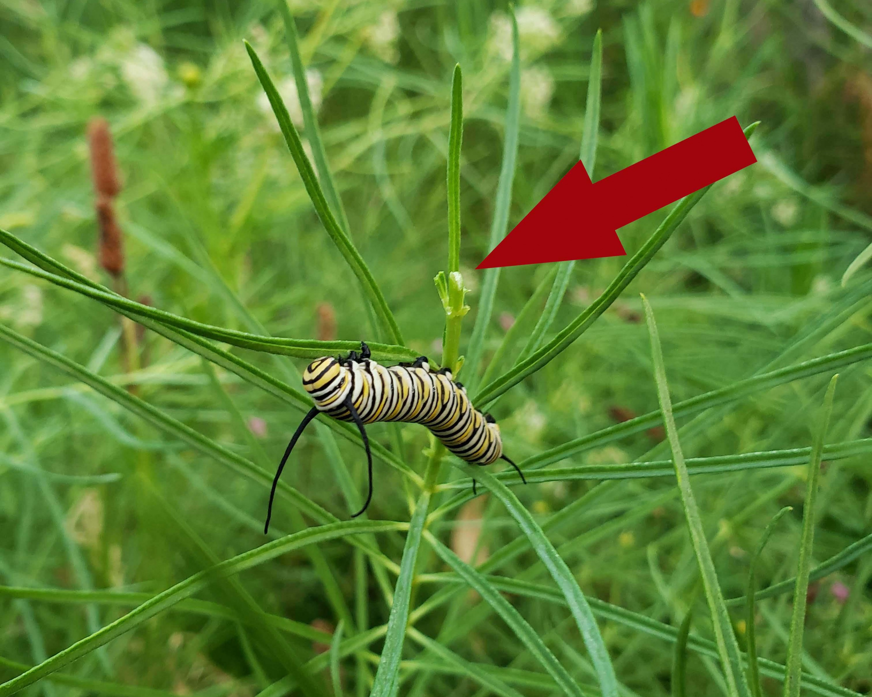 Larva feeding on horsetail milkweed.