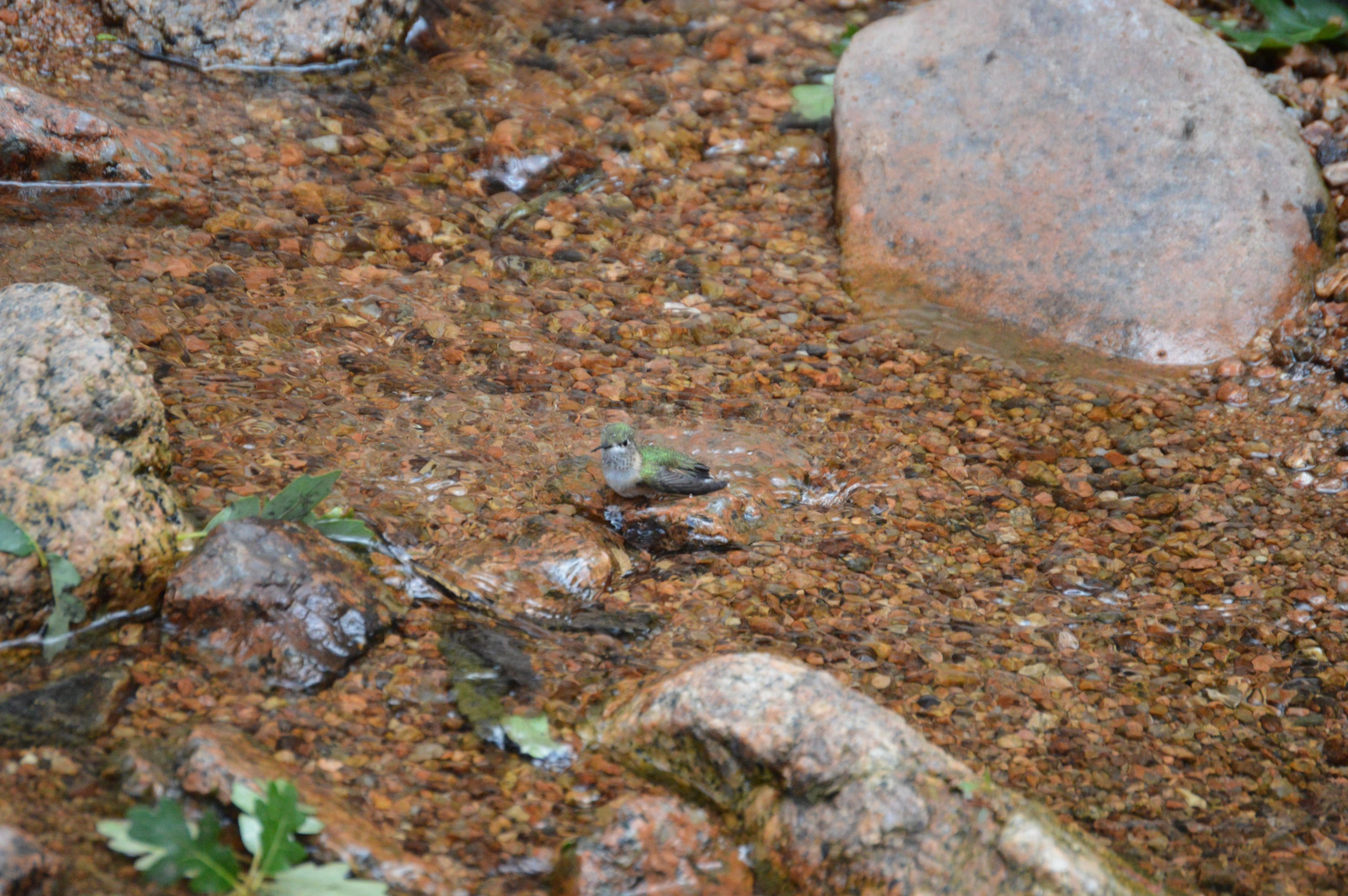 Hummingbird taking a bath in a stream.