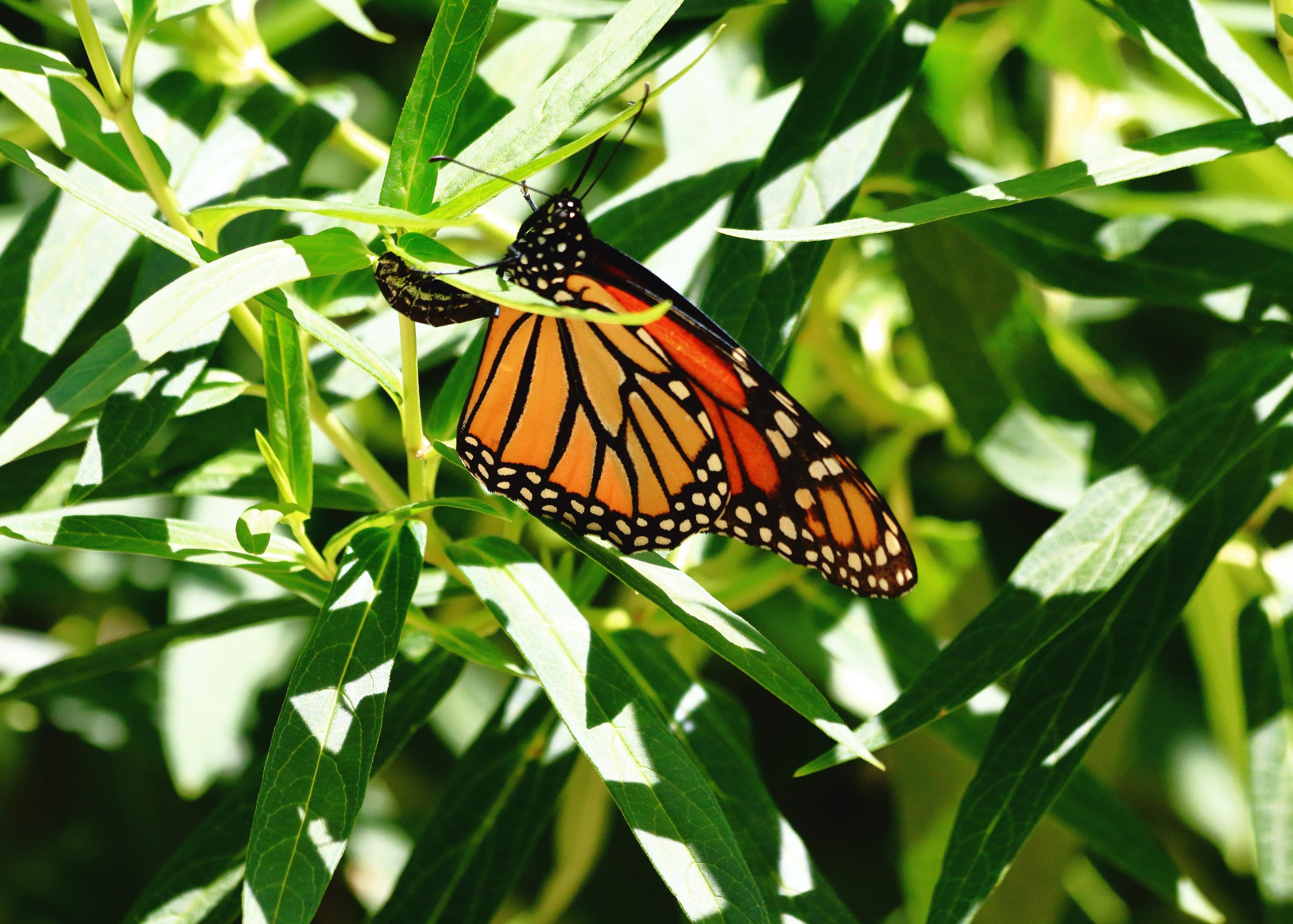 Monarch laying eggs.