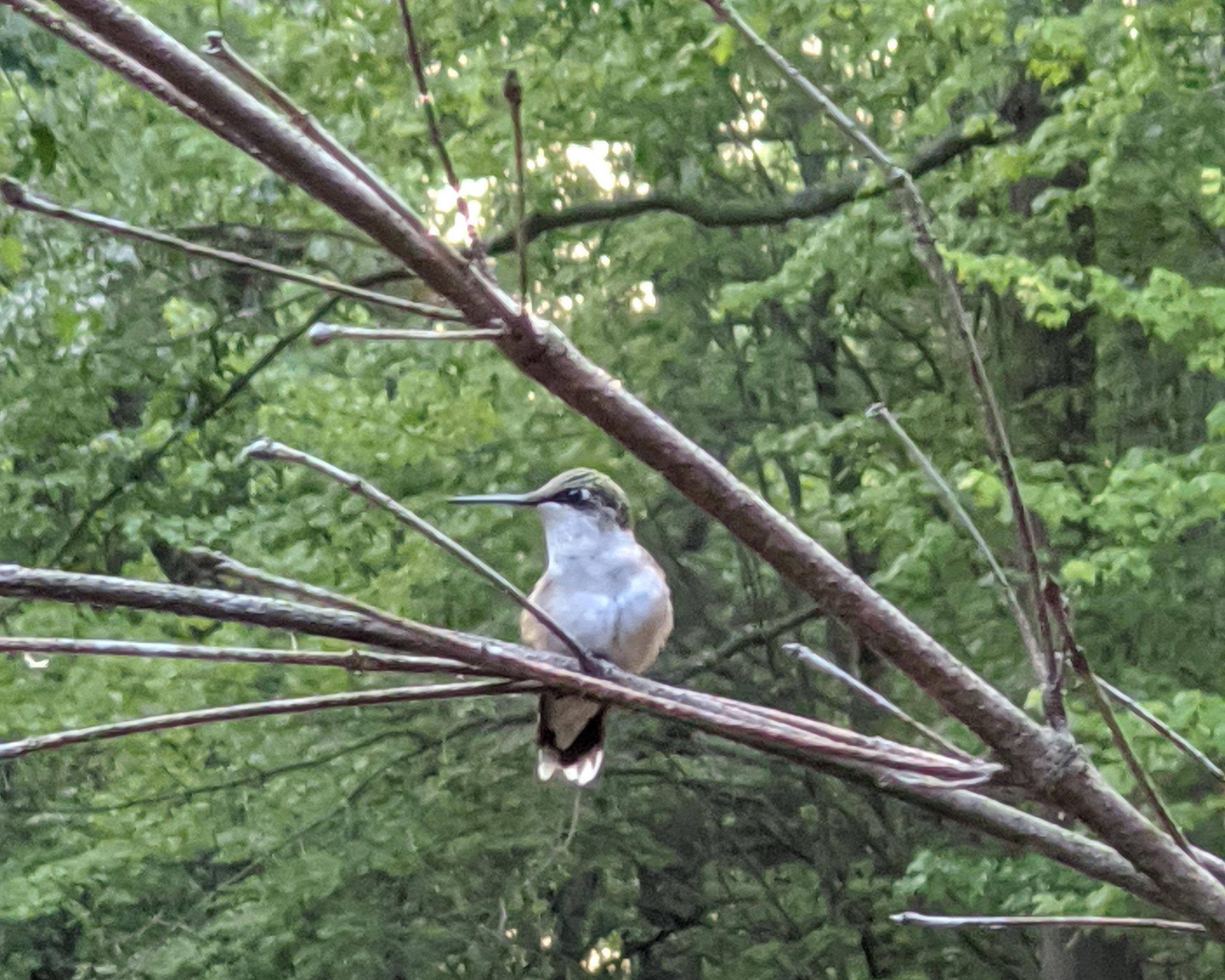 Hummingbird resting on dogwood.