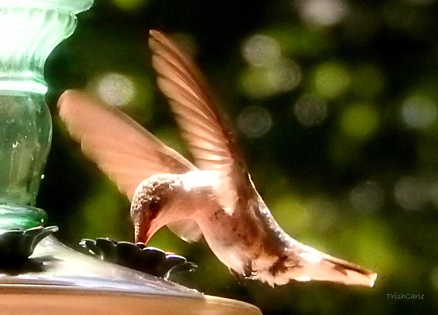 Hummingbird nectaring at feeder.