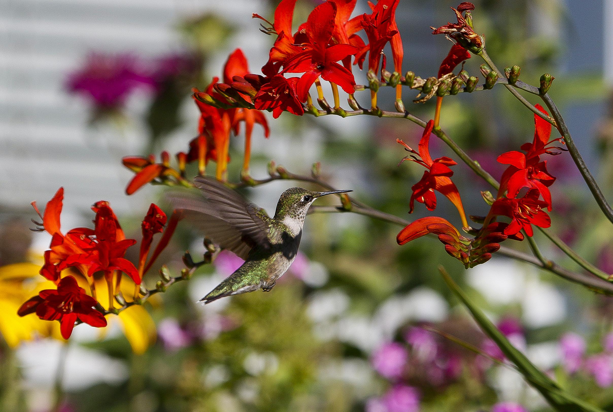 Nectaring Hummingbird.