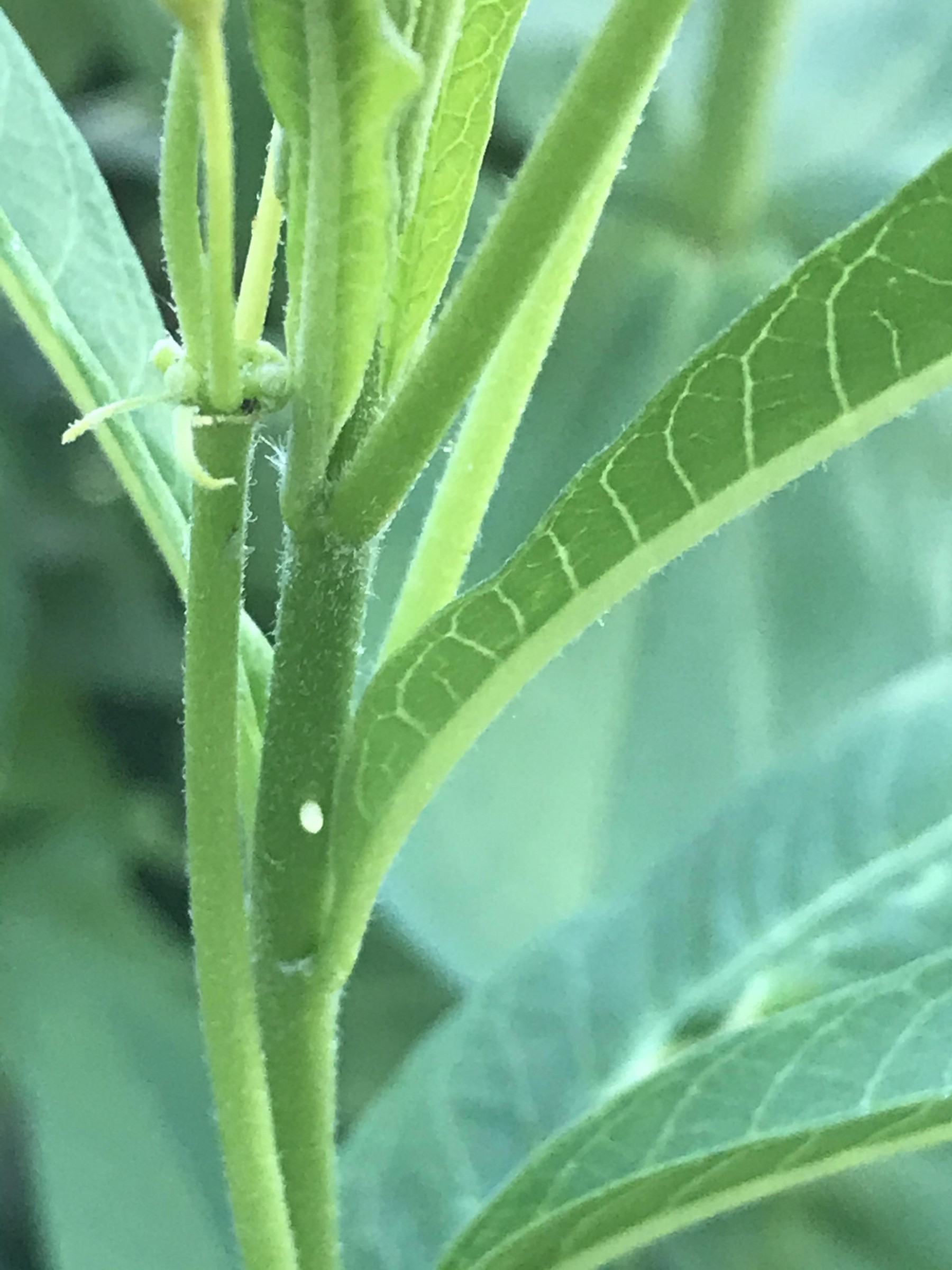 Egg in California.