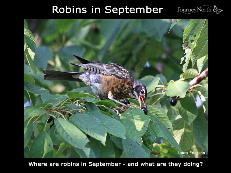 Journal: Robins in September.