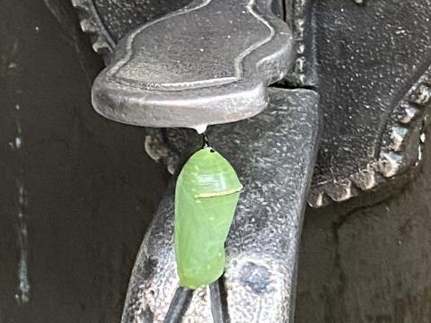 monarch chrysalis