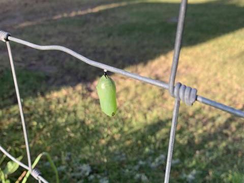 chrysalis