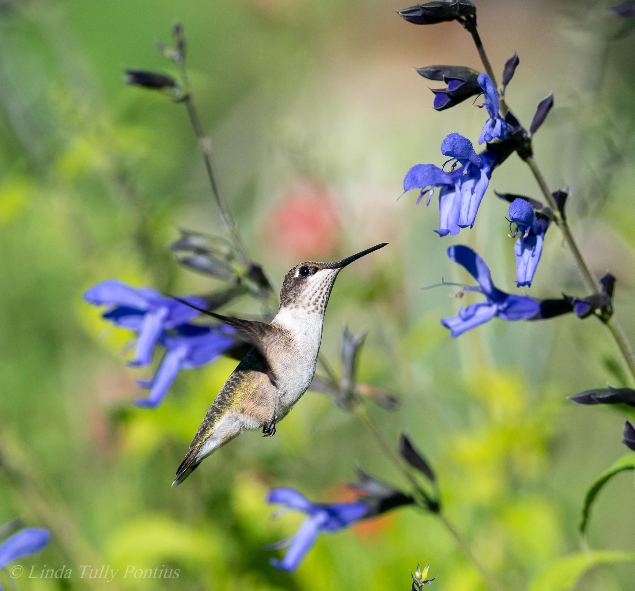 Ruby throated hummingbird