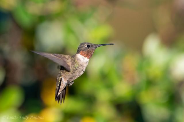 Ruby throated hummingbird