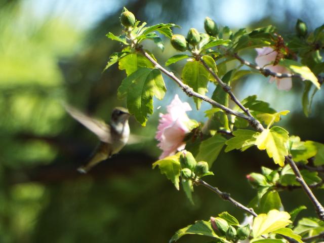 Ruby throated hummingbird