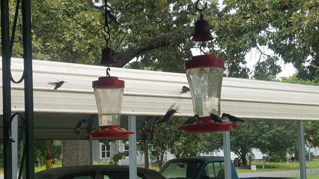 Ruby throated hummingbird