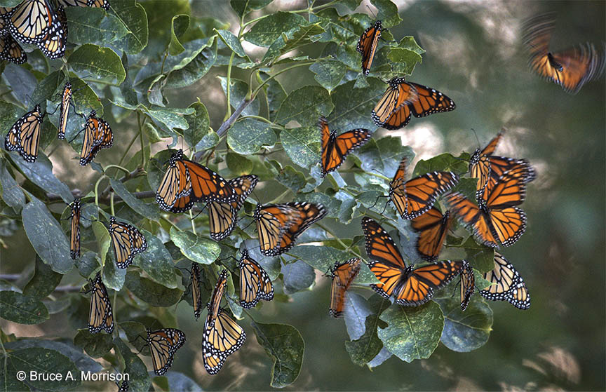 monarch roost