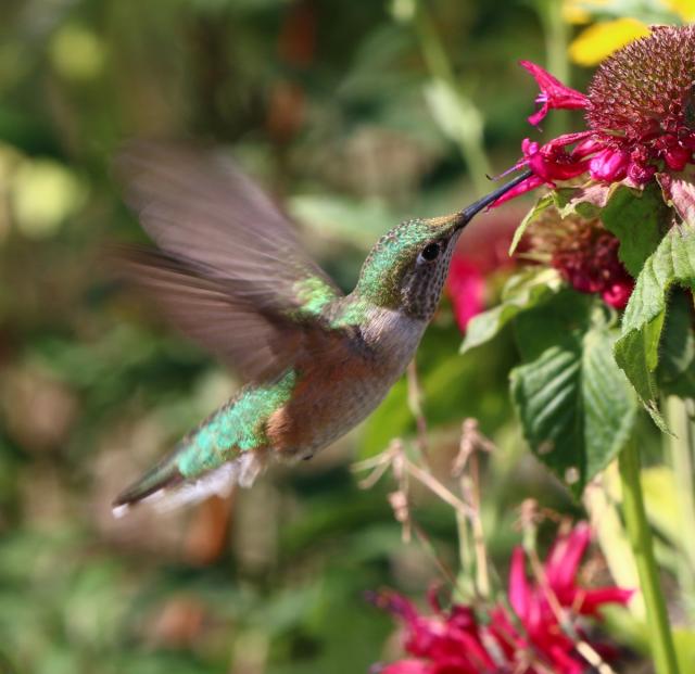 Broad-tailed Hummingbird