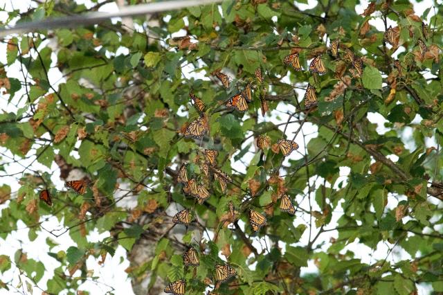 monarch roost