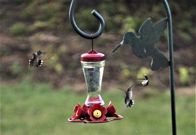 Ruby throated hummingbird