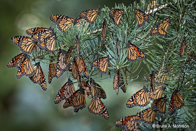 monarch roost