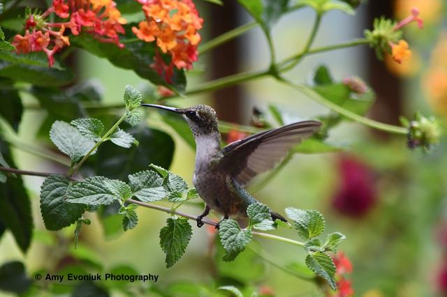 Ruby throated hummingbird