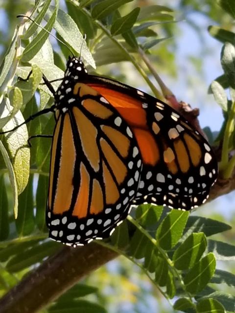 monarch