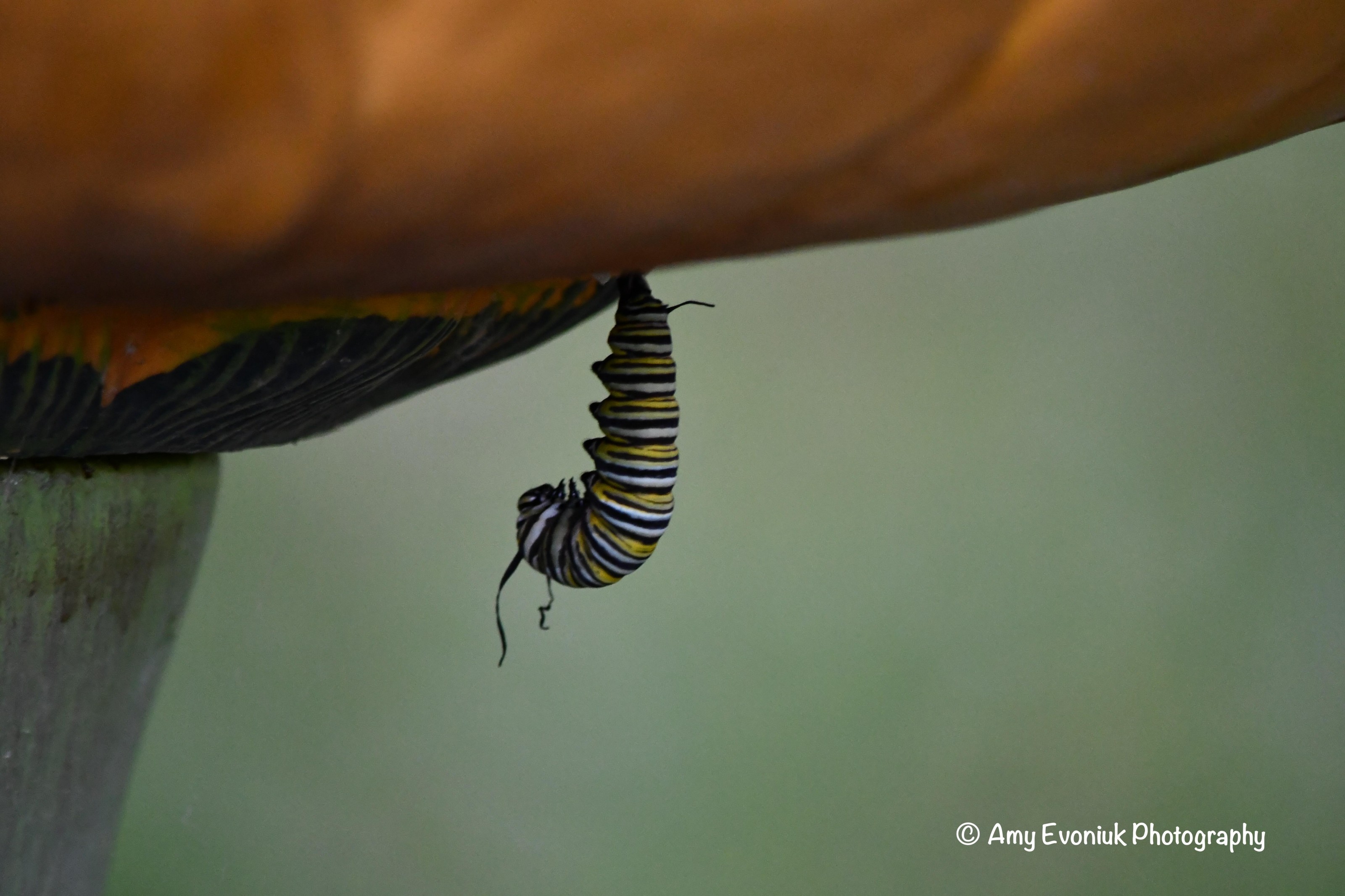 Monarch larva in J form.