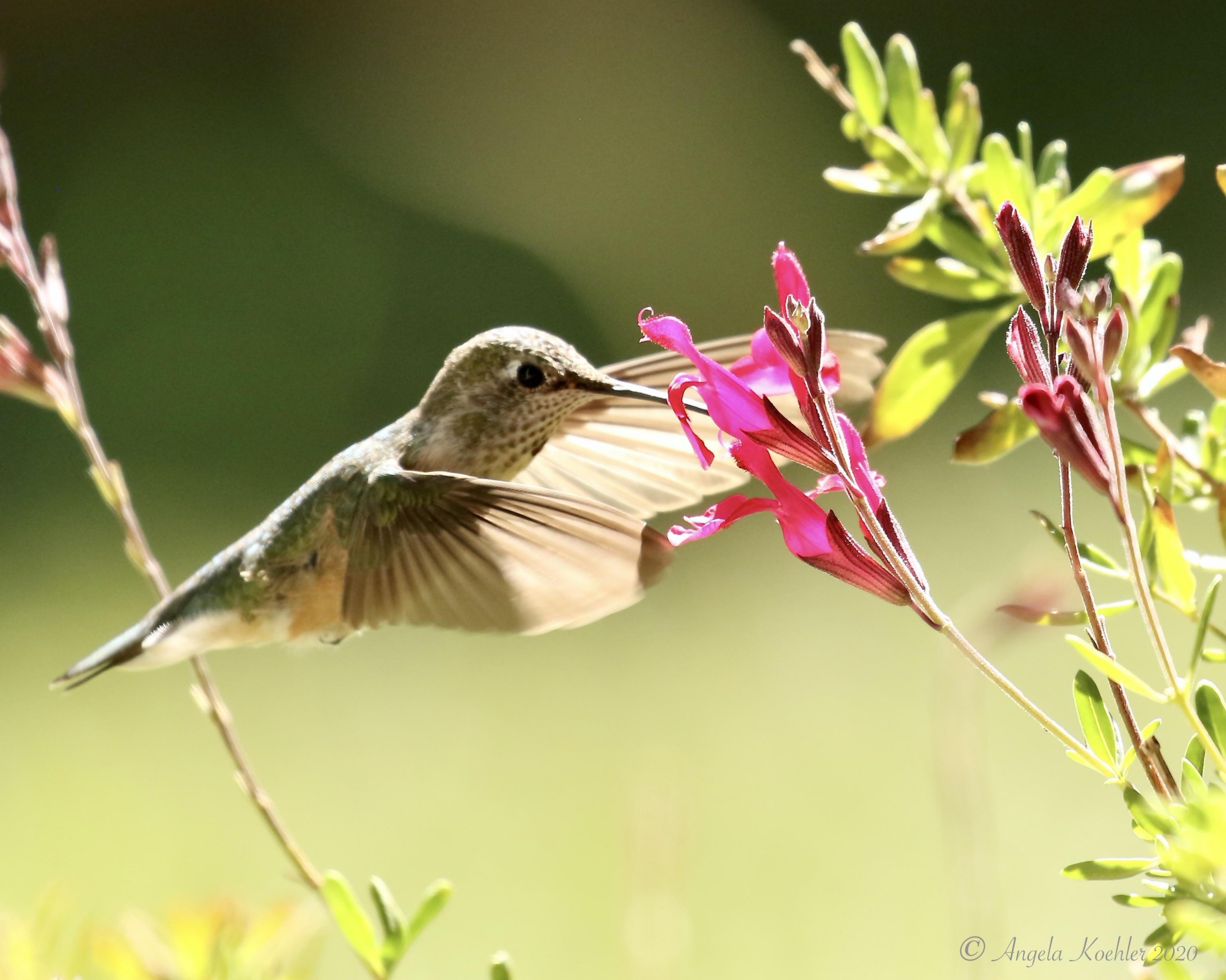 Broad-tailed Hummingbird in Colorado.