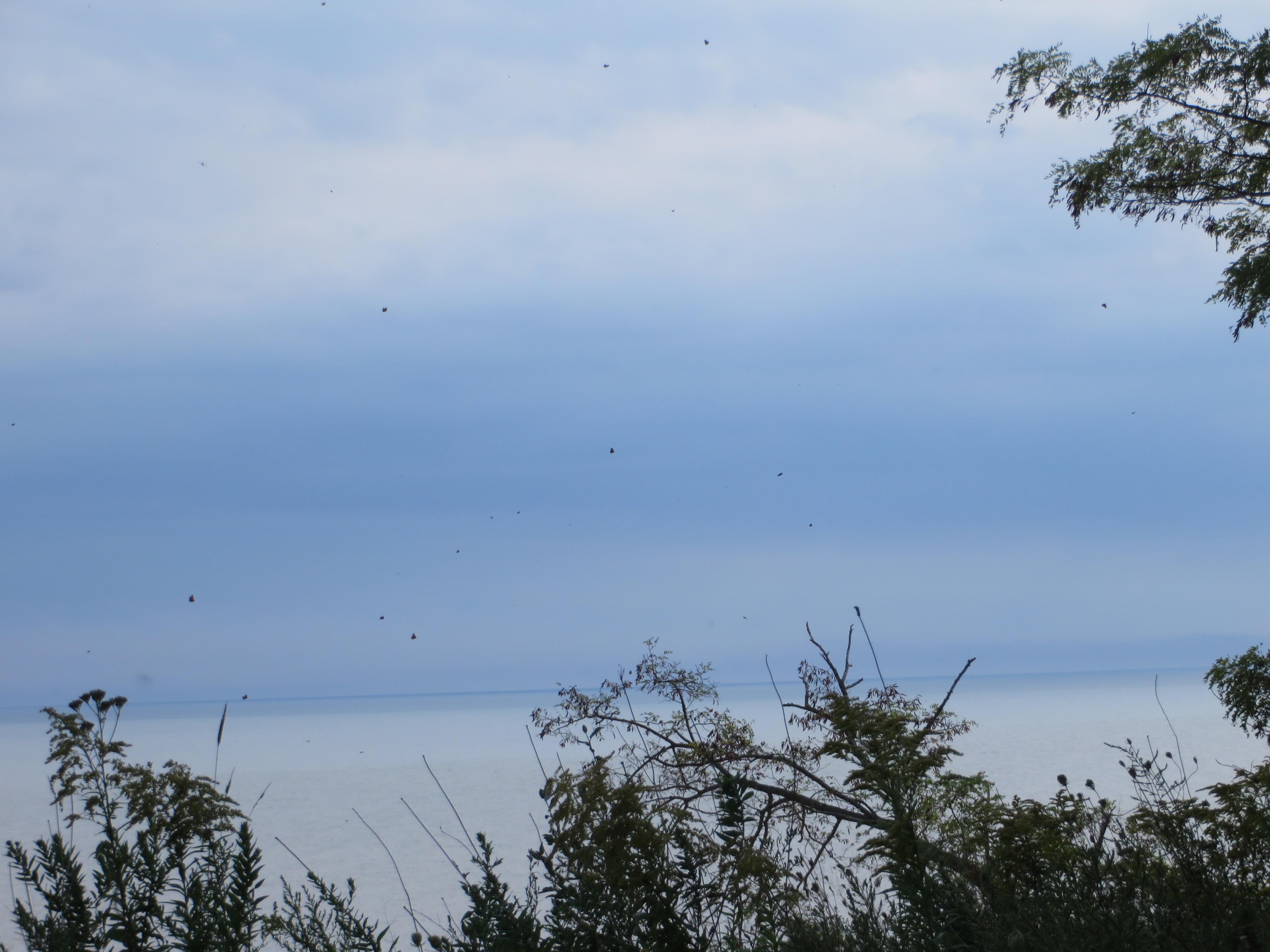 Monarchs migrating in Ontario.