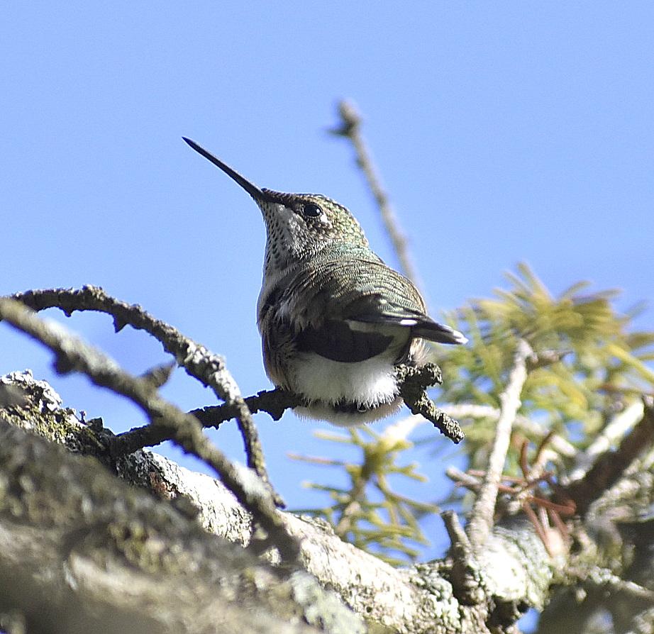 Hummingbird perched in tree.