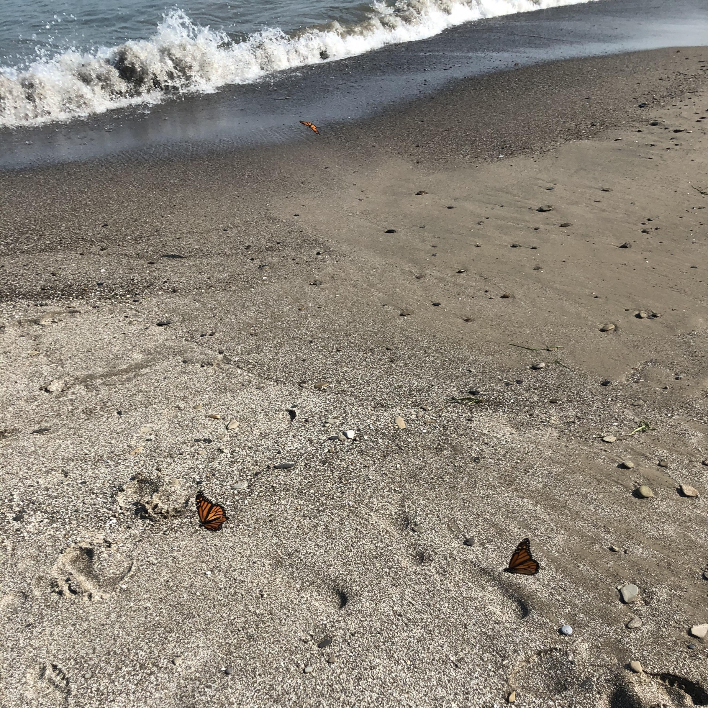 Monarchs on the move along Lake Huron.