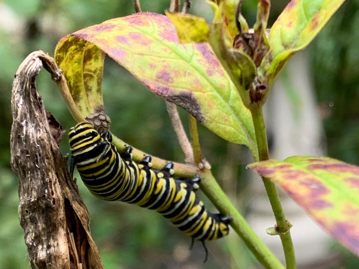 Larva on Milkweed in New York state.