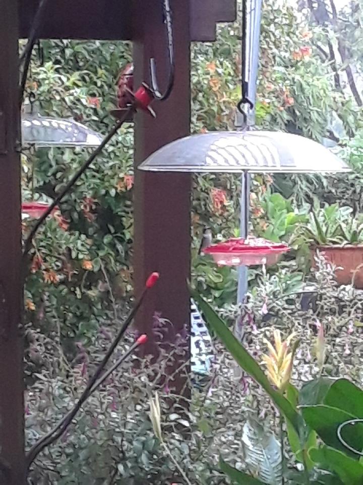 Hummingbird at feeder in Houston, TX.