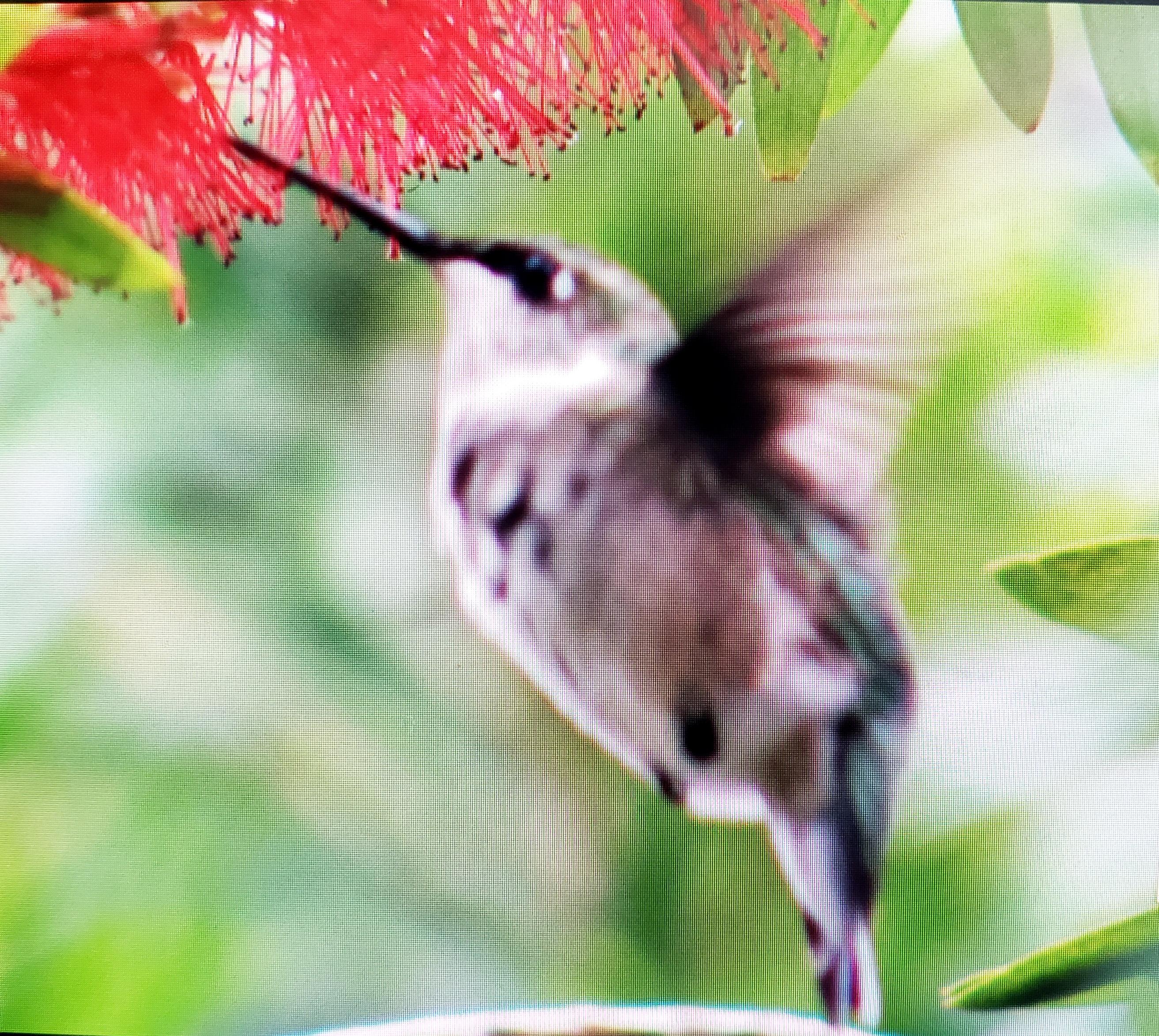 Ruby-throated Hummingbird in Florida.