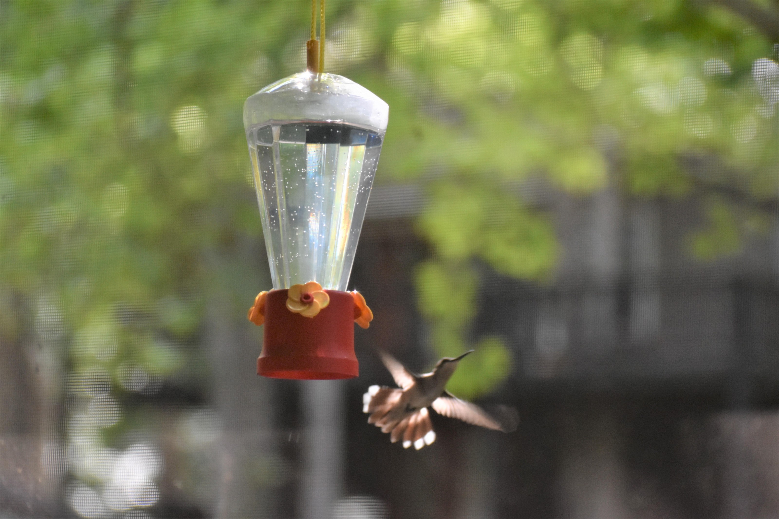 Ruby-throated Hummingbird at feeder.