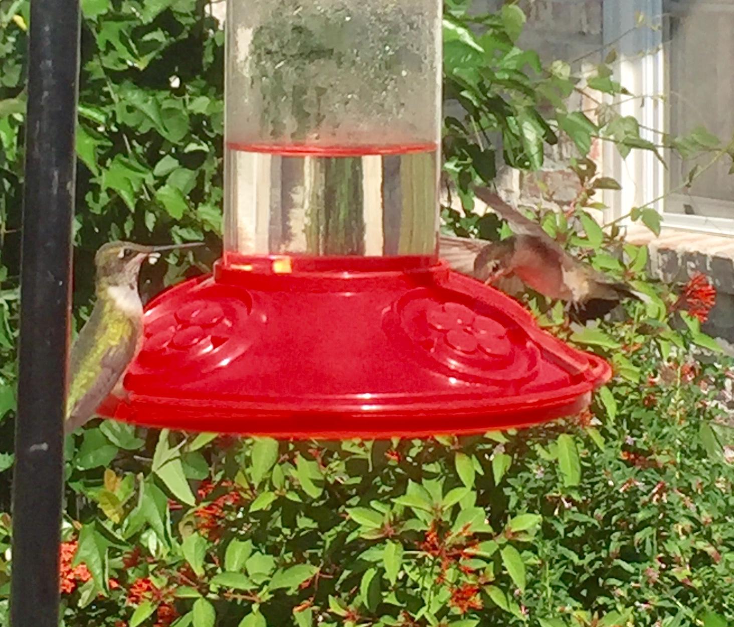 Hummingbirds at feeder in Louisiana.