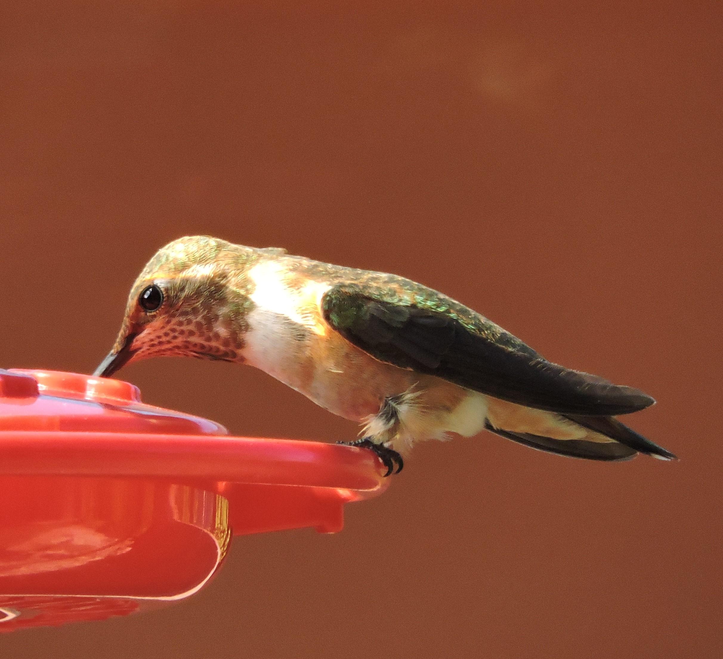 Rufous at feeder in Utah.