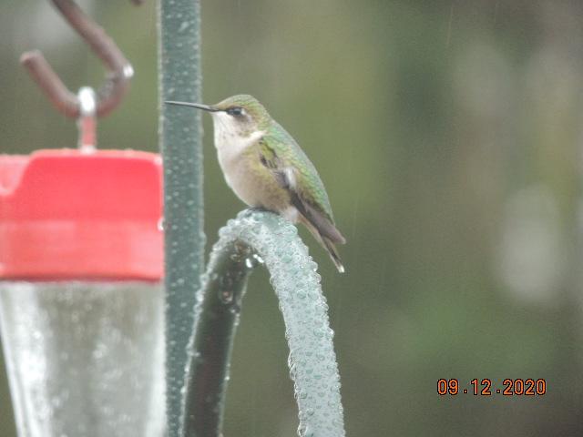 Juvenile Ruby-throated Hummingbird.