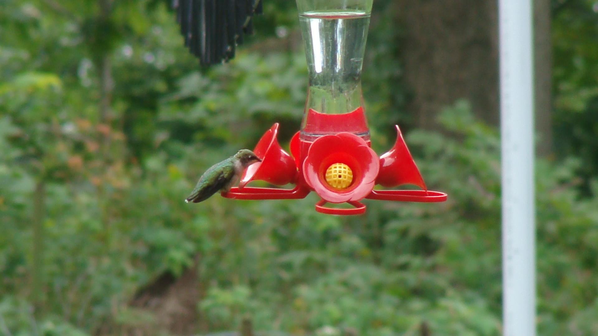 Female Ruby-throated Hummingbird at feeder.