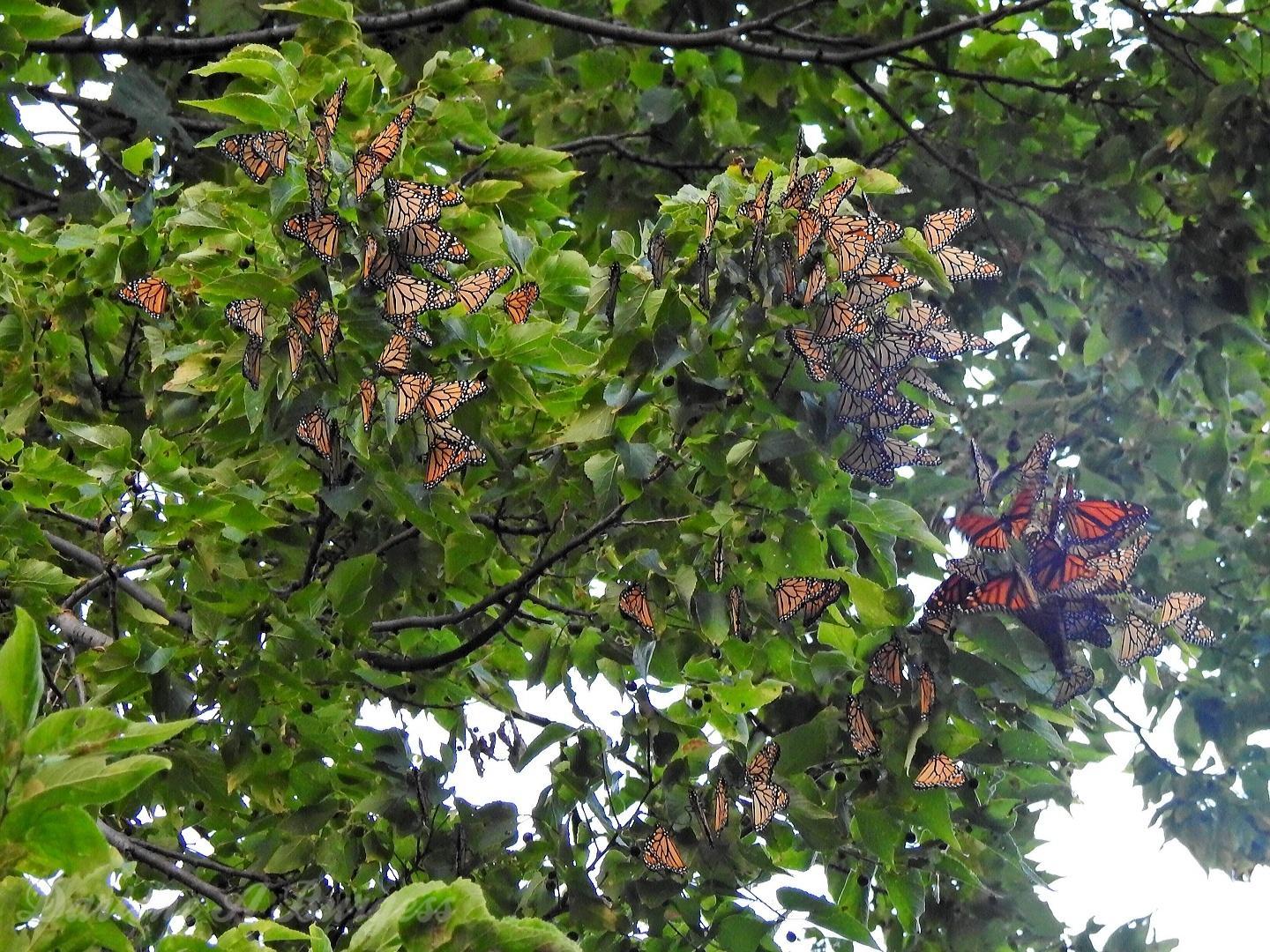 Monarch roost in Point Pelee National Park.