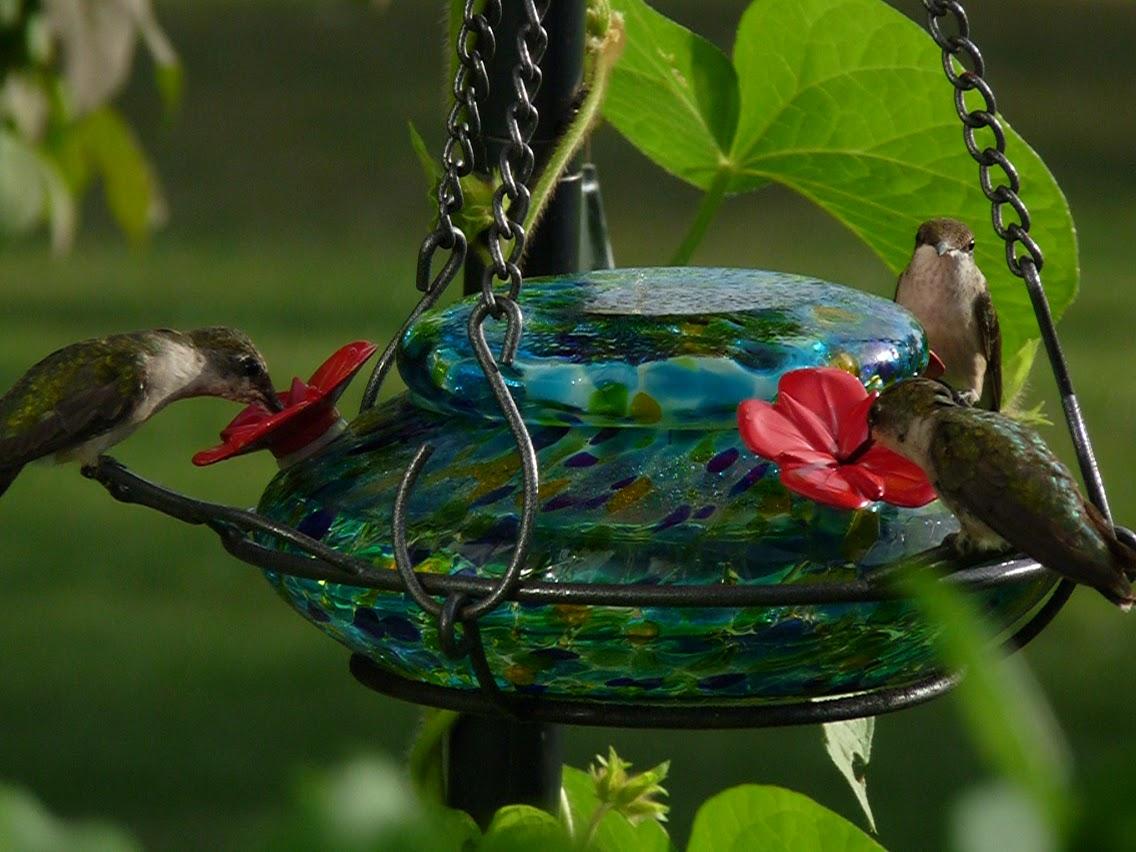 Female Ruby's at Feeder.