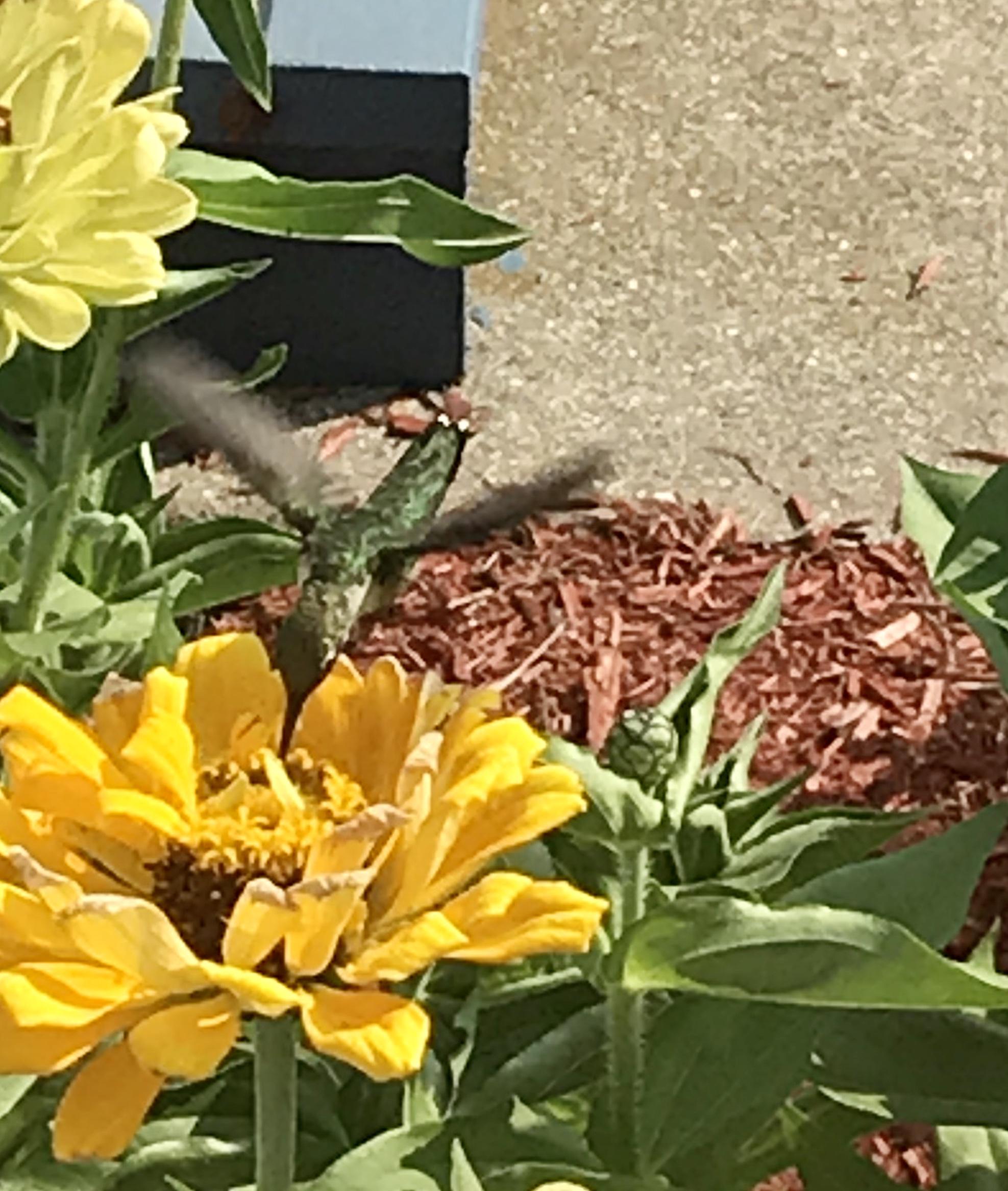 Ruby-throated Hummingbird nectaring in Michigan.