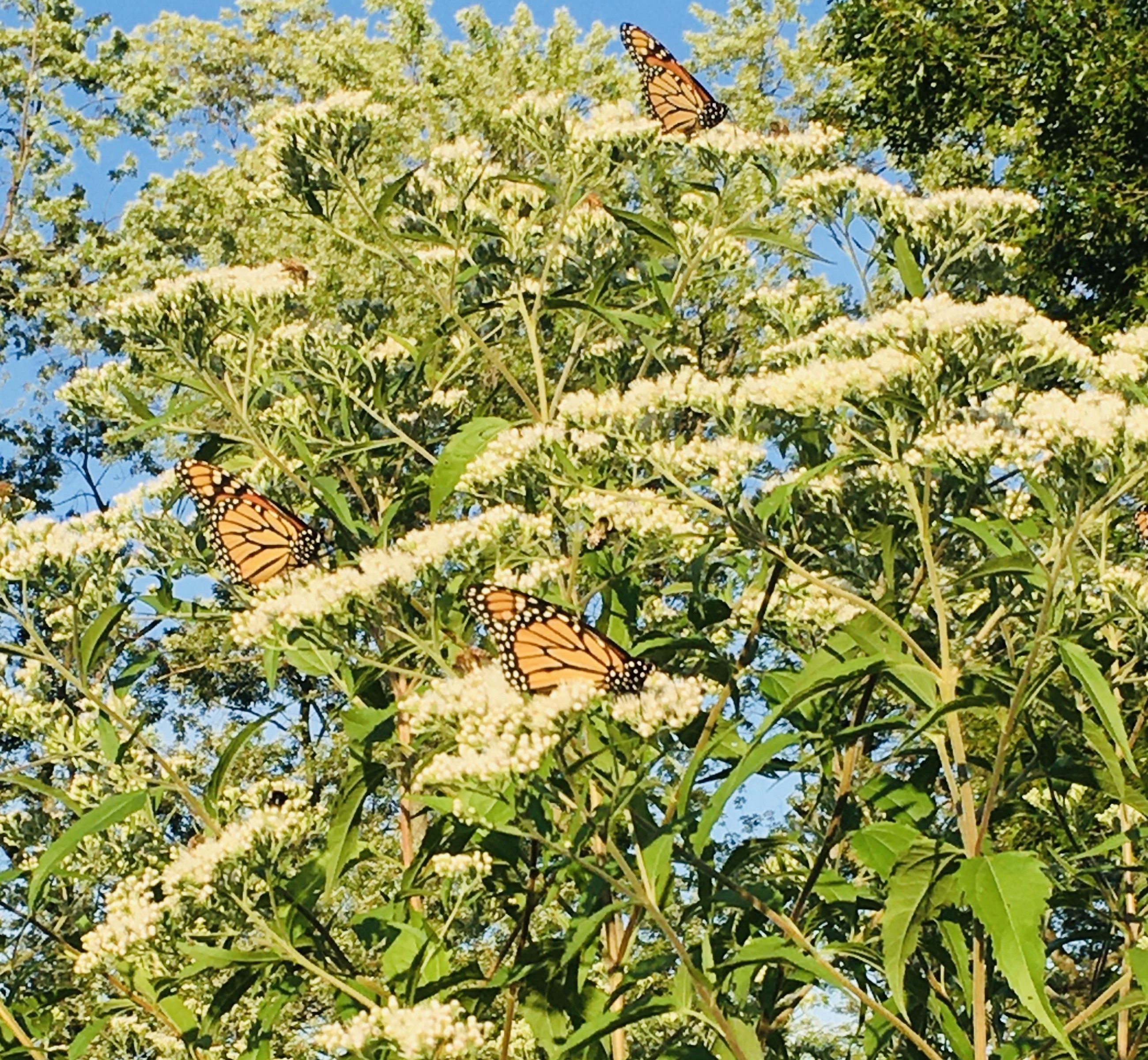 Monarchs nectaring on bonset