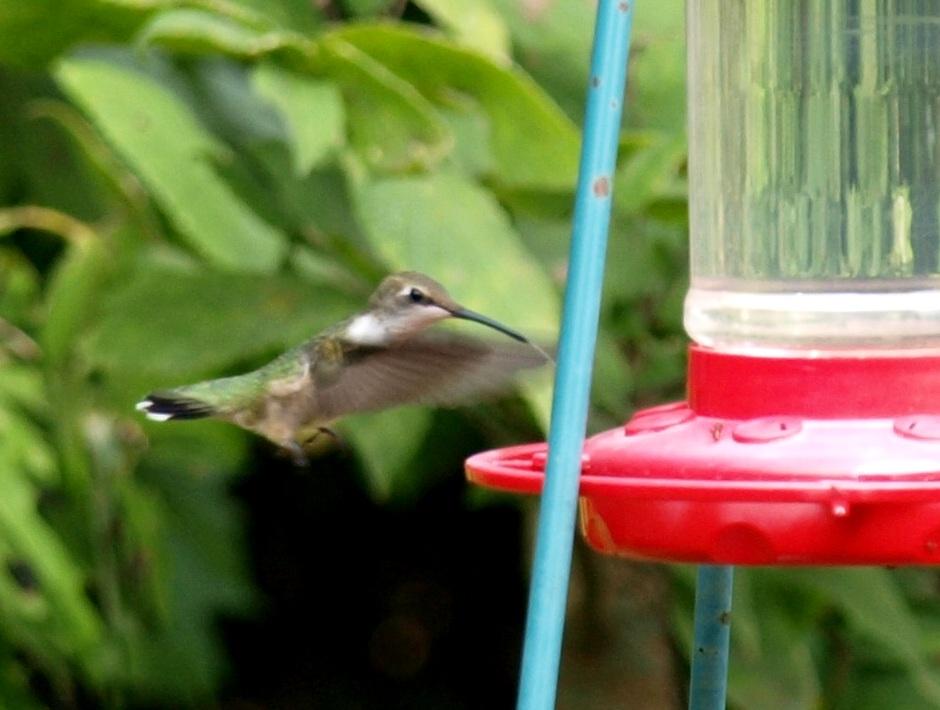 Juvenile Ruby-throated Hummingbird.