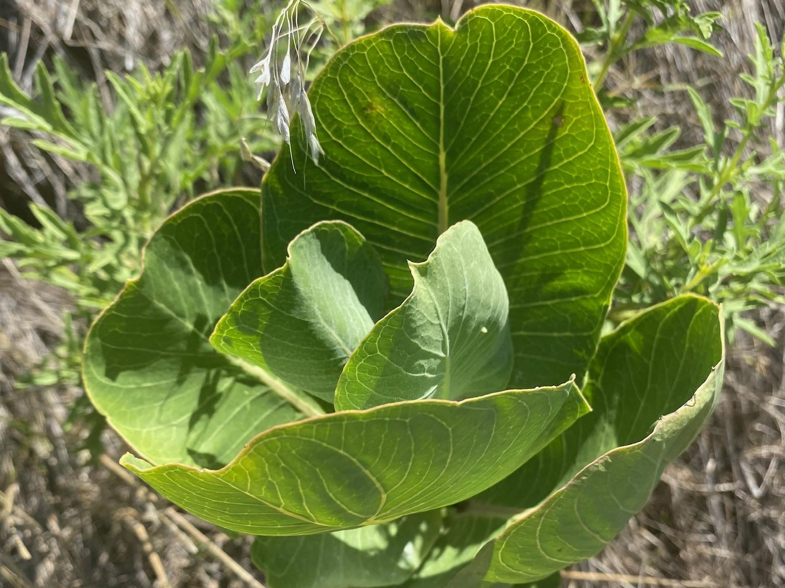 Monarch eggs in Texas.