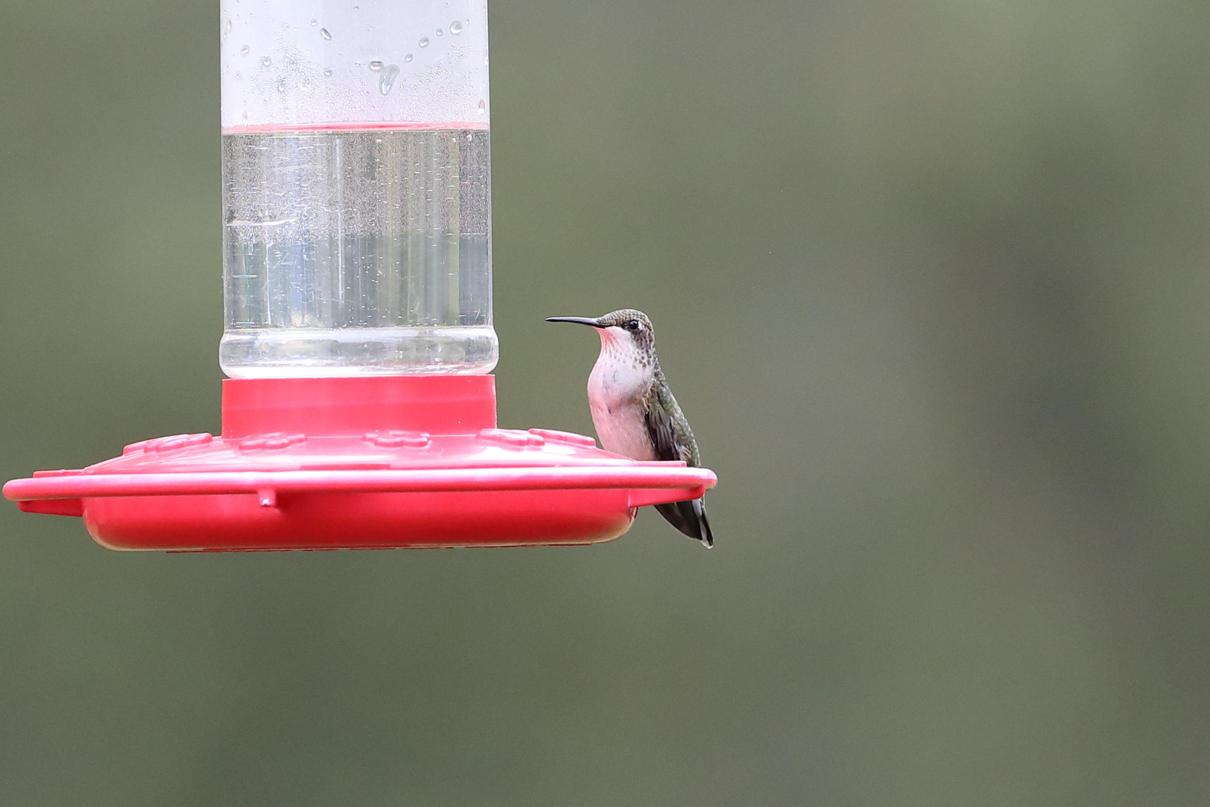 Female hummingbird at feeder