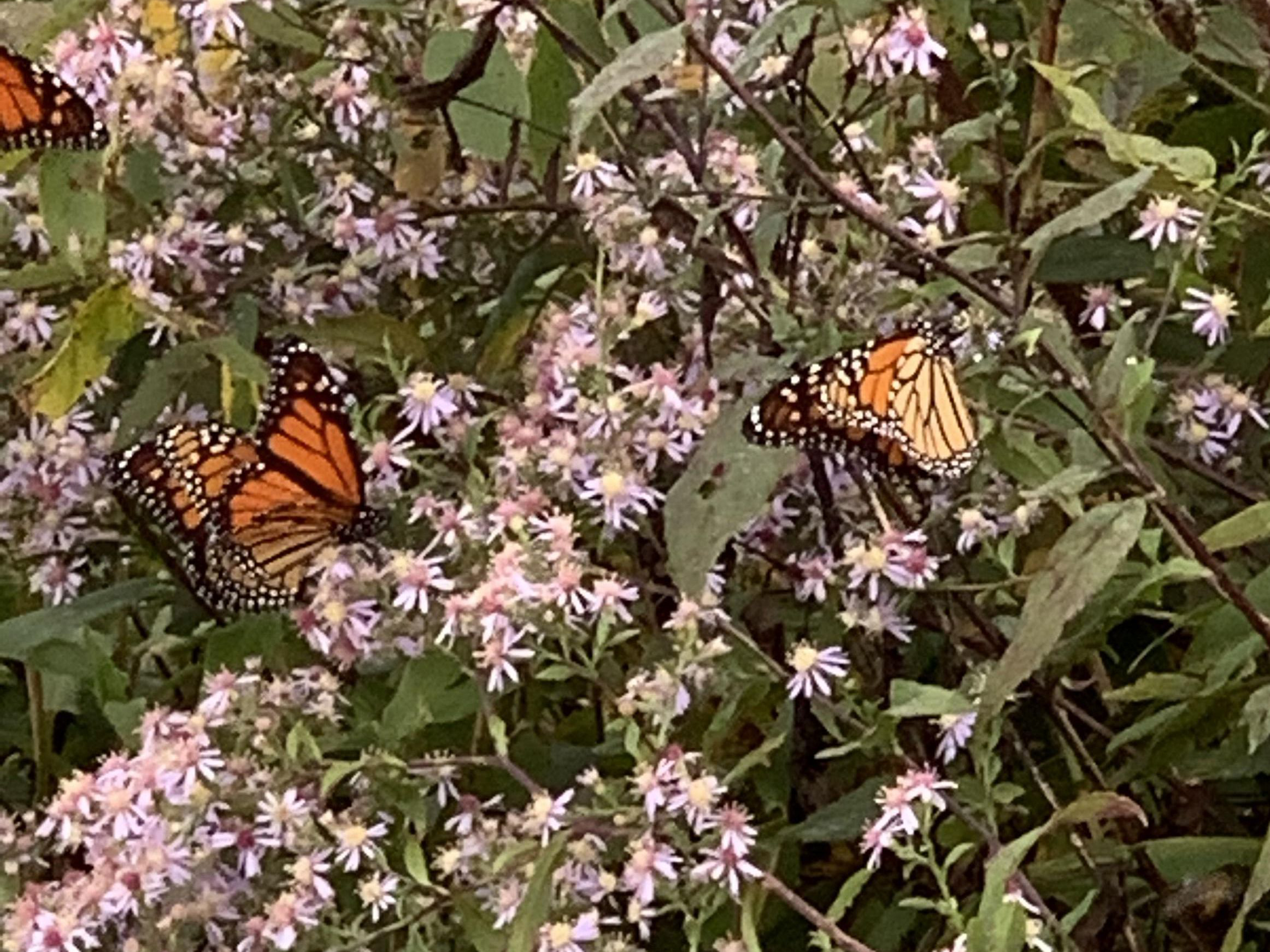 Monarchs nectaring in North Carolina