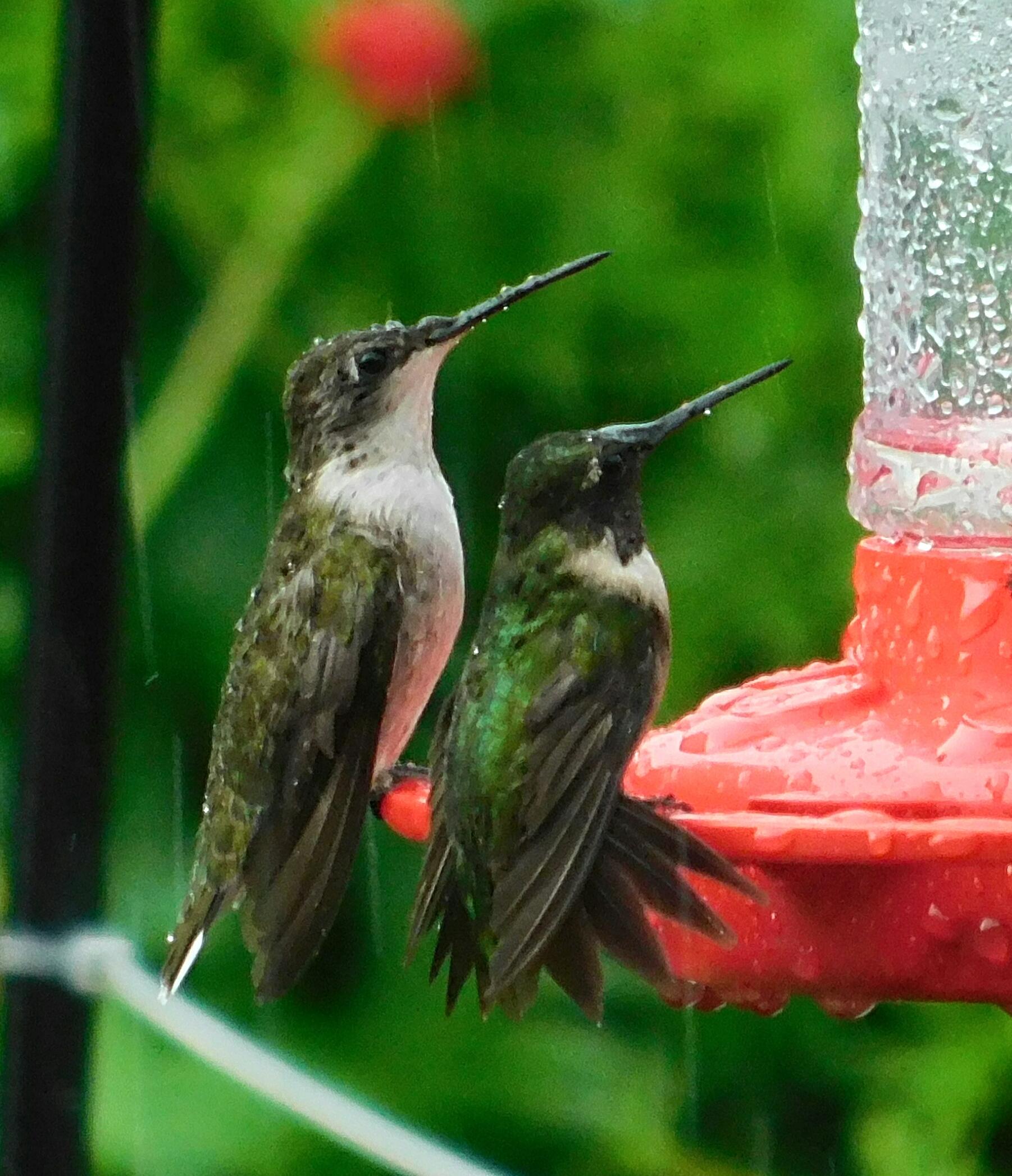 Two Ruby-throated Hummingbirds at feeder in rain.