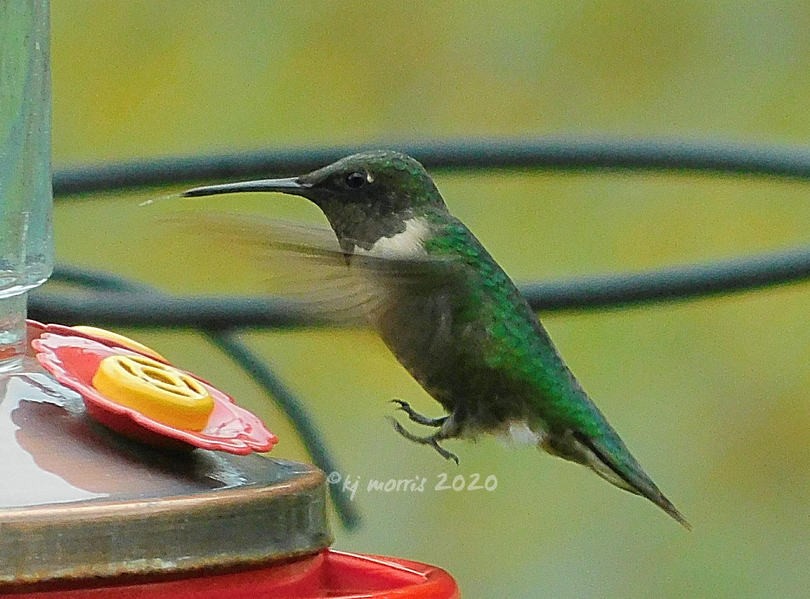 Male Ruby-throated Hummingbird at feeder.