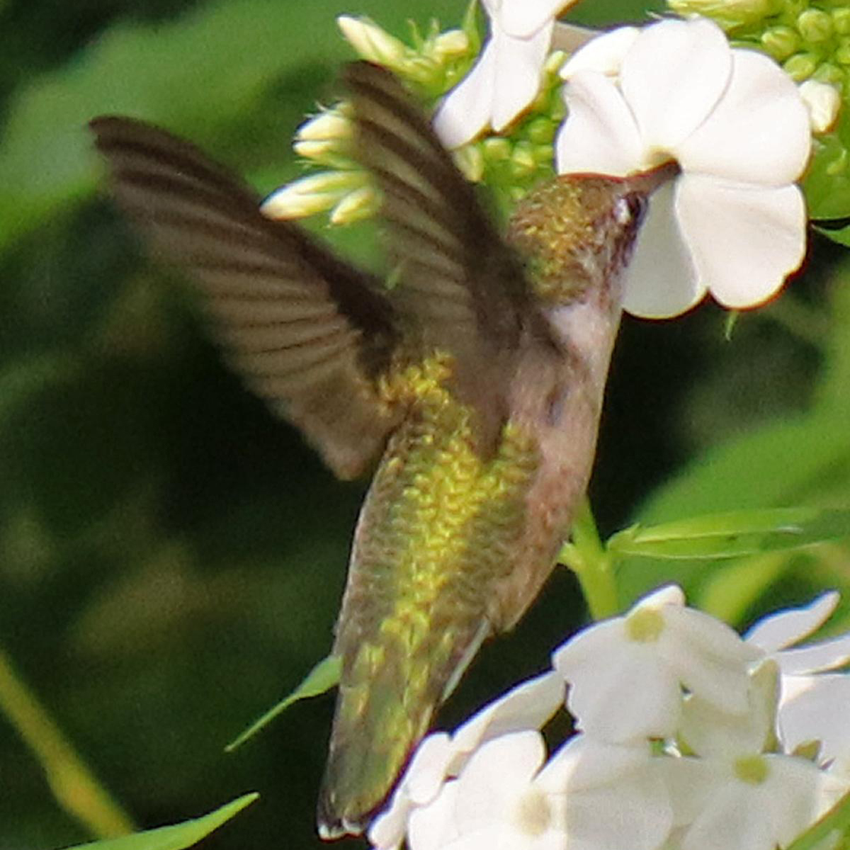 Nectaring on Phlox.