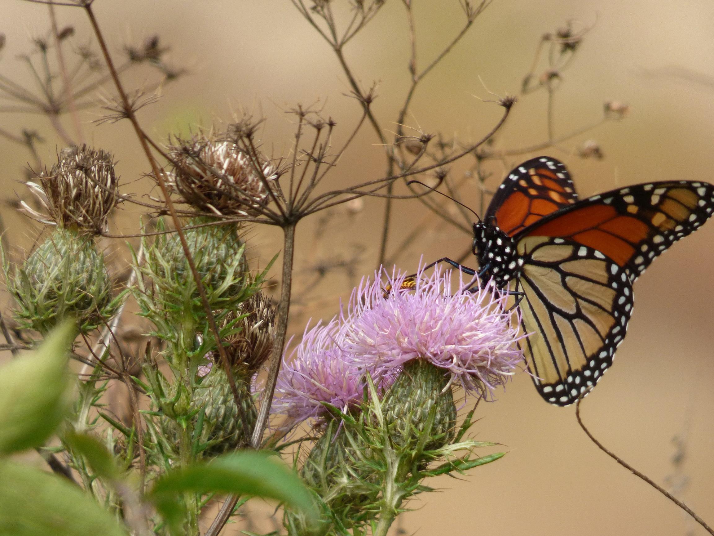 Monarch nectaring on thistle.