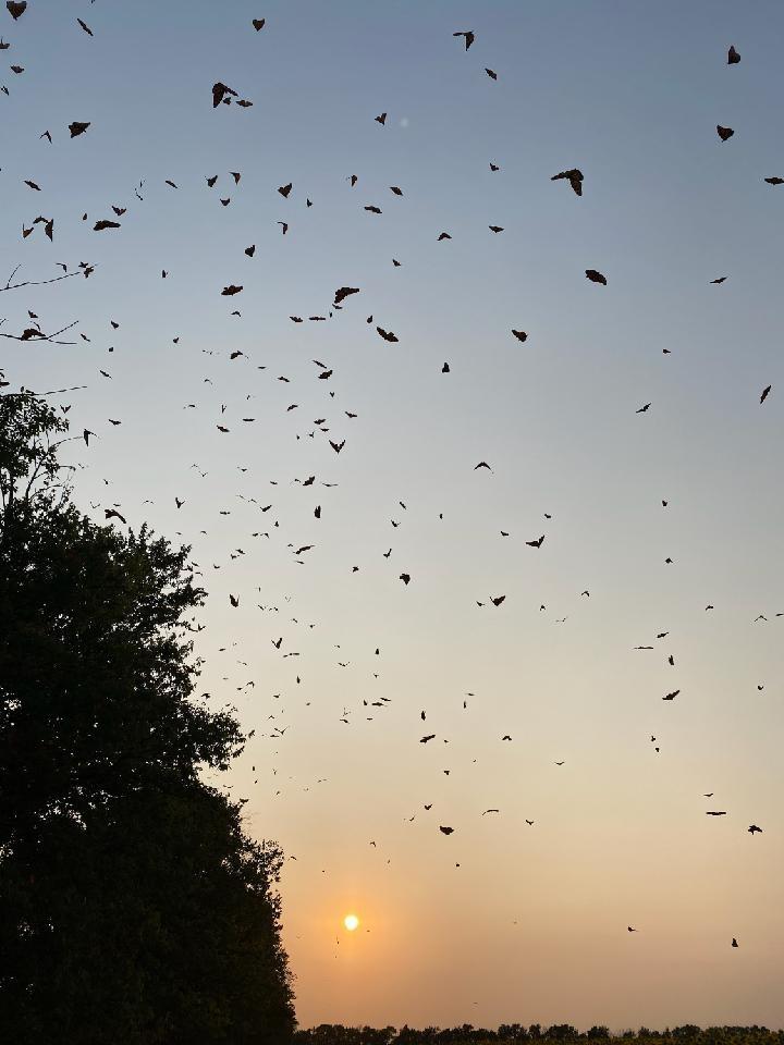 Monarchs flying at sunset in Kansas.