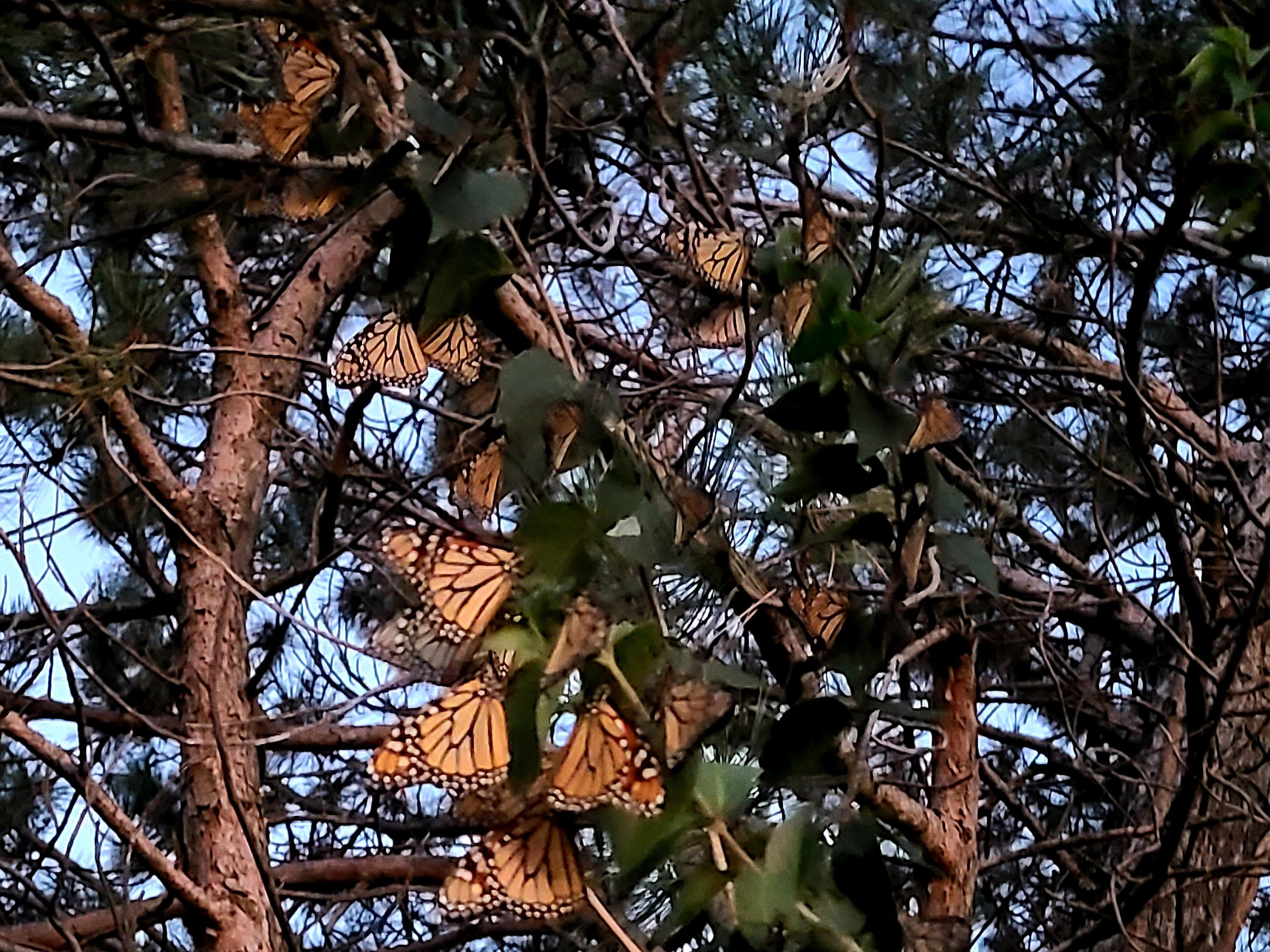 Roosting monarchs.